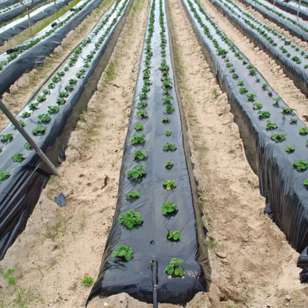 Folie Pentru Plante ANTI-BURUIENI